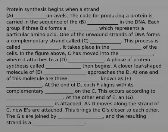 Protein synthesis begins when a strand (A)______________unravels. The code for producing a protein is carried in the sequence of the (B) _____________ in the DNA. Each group if three B's forms a ____________, which represents a particular amino acid. One of the unwound strands of DNA forms a complementary strand called (C) _____________. This process is called ________________. It takes place in the _____________ of the cells. In the figure above, C has moved into the ______________, where it attaches to a (D) _______________. A phase of protein synthesis called _______________ then begins. A clover leaf-shaped molecule of (E) __________________ approaches the D. At one end of this molecule are three _____________ known as (F) _______________. At the end of D, each F aligns with its complementary ____________ on the C. This occurs according to ________________________. At the other end of E, an (G) ____________________ is attached. As D moves along the strand of C, new E's are attached. This brings the G's closer to each other. The G's are joined by ___________________, and the resulting strand is a ______________________.