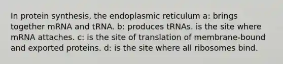 In protein synthesis, the endoplasmic reticulum a: brings together mRNA and tRNA. b: produces tRNAs. is the site where mRNA attaches. c: is the site of translation of membrane-bound and exported proteins. d: is the site where all ribosomes bind.