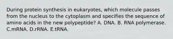 During protein synthesis in eukaryotes, which molecule passes from the nucleus to the cytoplasm and specifies the sequence of <a href='https://www.questionai.com/knowledge/k9gb720LCl-amino-acids' class='anchor-knowledge'>amino acids</a> in the new polypeptide? A. DNA. B. RNA polymerase. C.mRNA. D.rRNA. E.tRNA.