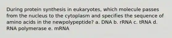 During protein synthesis in eukaryotes, which molecule passes from the nucleus to the cytoplasm and specifies the sequence of amino acids in the newpolypeptide? a. DNA b. rRNA c. tRNA d. RNA polymerase e. mRNA