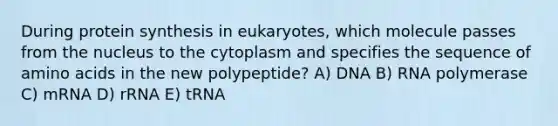 During protein synthesis in eukaryotes, which molecule passes from the nucleus to the cytoplasm and specifies the sequence of amino acids in the new polypeptide? A) DNA B) RNA polymerase C) mRNA D) rRNA E) tRNA