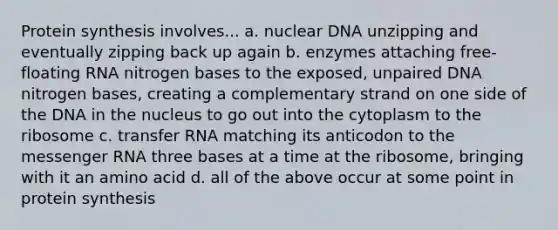 Protein synthesis involves... a. nuclear DNA unzipping and eventually zipping back up again b. enzymes attaching free-floating RNA nitrogen bases to the exposed, unpaired DNA nitrogen bases, creating a complementary strand on one side of the DNA in the nucleus to go out into the cytoplasm to the ribosome c. transfer RNA matching its anticodon to the messenger RNA three bases at a time at the ribosome, bringing with it an amino acid d. all of the above occur at some point in protein synthesis