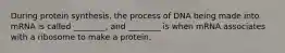 During protein synthesis, the process of DNA being made into mRNA is called ________, and ________ is when mRNA associates with a ribosome to make a protein.