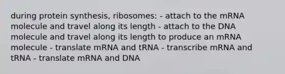 during protein synthesis, ribosomes: - attach to the mRNA molecule and travel along its length - attach to the DNA molecule and travel along its length to produce an mRNA molecule - translate mRNA and tRNA - transcribe mRNA and tRNA - translate mRNA and DNA