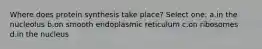 Where does protein synthesis take place? Select one: a.in the nucleolus b.on smooth endoplasmic reticulum c.on ribosomes d.in the nucleus