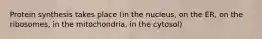 Protein synthesis takes place (in the nucleus, on the ER, on the ribosomes, in the mitochondria, in the cytosol)