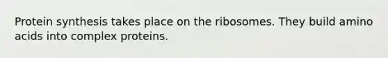 Protein synthesis takes place on the ribosomes. They build amino acids into complex proteins.