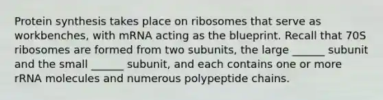 Protein synthesis takes place on ribosomes that serve as workbenches, with mRNA acting as the blueprint. Recall that 70S ribosomes are formed from two subunits, the large ______ subunit and the small ______ subunit, and each contains one or more rRNA molecules and numerous polypeptide chains.