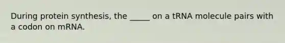 During <a href='https://www.questionai.com/knowledge/kVyphSdCnD-protein-synthesis' class='anchor-knowledge'>protein synthesis</a>, the _____ on a tRNA molecule pairs with a codon on mRNA.