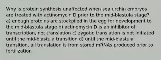 Why is protein synthesis unaffected when sea urchin embryos are treated with actinomycin D prior to the mid-blastula stage? a) enough proteins are stockpiled in the egg for development to the mid-blastula stage b) actinomycin D is an inhibitor of transcription, not translation c) zygotic translation is not initiated until the mid-blastula transition d) until the mid-blastula transition, all translation is from stored mRNAs produced prior to fertilization