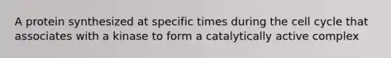 A protein synthesized at specific times during the cell cycle that associates with a kinase to form a catalytically active complex