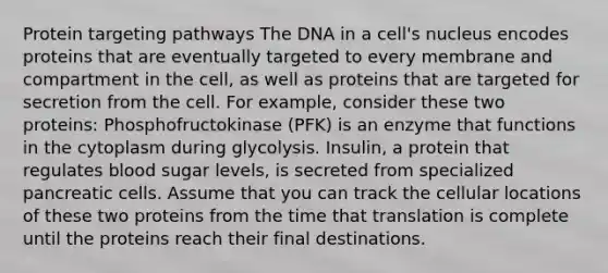 Protein targeting pathways The DNA in a cell's nucleus encodes proteins that are eventually targeted to every membrane and compartment in the cell, as well as proteins that are targeted for secretion from the cell. For example, consider these two proteins: Phosphofructokinase (PFK) is an enzyme that functions in the cytoplasm during glycolysis. Insulin, a protein that regulates blood sugar levels, is secreted from specialized pancreatic cells. Assume that you can track the cellular locations of these two proteins from the time that translation is complete until the proteins reach their final destinations.