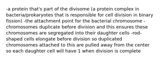 -a protein that's part of the divisome (a protein complex in bacteria/prokaryotes that is responsible for cell division in binary fission) -the attachment point for the bacterial chromosome -chromosomes duplicate before division and this ensures these chromosomes are segregated into their daughter cells -rod-shaped cells elongate before division so duplicated chromosomes attached to this are pulled away from the center so each daughter cell will have 1 when division is complete