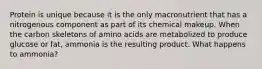 Protein is unique because it is the only macronutrient that has a nitrogenous component as part of its chemical makeup. When the carbon skeletons of amino acids are metabolized to produce glucose or fat, ammonia is the resulting product. What happens to ammonia?