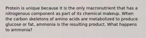 Protein is unique because it is the only macronutrient that has a nitrogenous component as part of its chemical makeup. When the carbon skeletons of <a href='https://www.questionai.com/knowledge/k9gb720LCl-amino-acids' class='anchor-knowledge'>amino acids</a> are metabolized to produce glucose or fat, ammonia is the resulting product. What happens to ammonia?