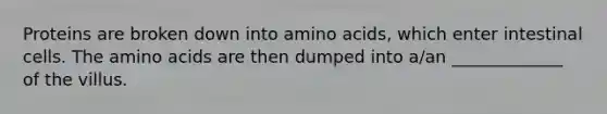 Proteins are broken down into amino acids, which enter intestinal cells. The amino acids are then dumped into a/an _____________ of the villus.