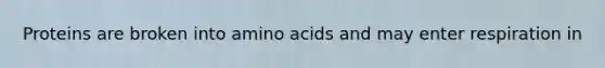 Proteins are broken into amino acids and may enter respiration in