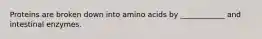 Proteins are broken down into amino acids by ____________ and intestinal enzymes.