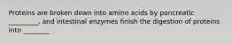 Proteins are broken down into amino acids by pancreatic _________, and intestinal enzymes finish the digestion of proteins into ________