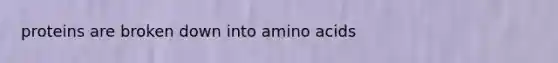 proteins are broken down into amino acids