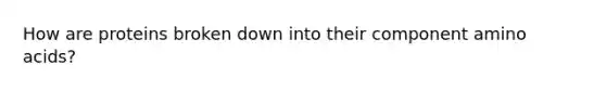 How are proteins broken down into their component amino acids?