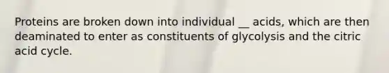 Proteins are broken down into individual __ acids, which are then deaminated to enter as constituents of glycolysis and the citric acid cycle.