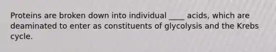 Proteins are broken down into individual ____ acids, which are deaminated to enter as constituents of glycolysis and the Krebs cycle.