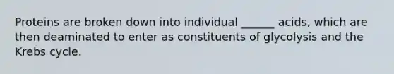 Proteins are broken down into individual ______ acids, which are then deaminated to enter as constituents of glycolysis and the Krebs cycle.