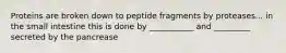 Proteins are broken down to peptide fragments by proteases... in the small intestine this is done by ___________ and _________ secreted by the pancrease