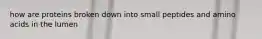 how are proteins broken down into small peptides and amino acids in the lumen