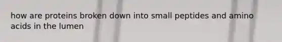 how are proteins broken down into small peptides and amino acids in the lumen