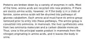 Proteins are broken down by a variety of enzymes in cells. Most of the time, amino acids are recycled into new proteins. If there are excess amino acids, however, or if the body is in a state of famine, some amino acids will be shunted into pathways of glucose catabolism. Each amino acid must have its amino group removed prior to entry into these pathways. The amino group is converted into ammonia. In mammals, the liver synthesizes urea from two ammonia molecules and a carbon dioxide molecule. Thus, urea is the principal waste product in mammals from the nitrogen originating in amino acids, and it leaves the body in urine.