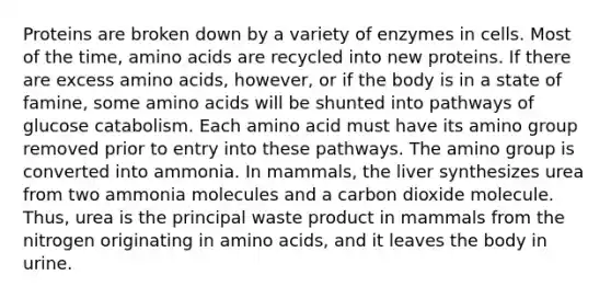 Proteins are broken down by a variety of enzymes in cells. Most of the time, amino acids are recycled into new proteins. If there are excess amino acids, however, or if the body is in a state of famine, some amino acids will be shunted into pathways of glucose catabolism. Each amino acid must have its amino group removed prior to entry into these pathways. The amino group is converted into ammonia. In mammals, the liver synthesizes urea from two ammonia molecules and a carbon dioxide molecule. Thus, urea is the principal waste product in mammals from the nitrogen originating in amino acids, and it leaves the body in urine.