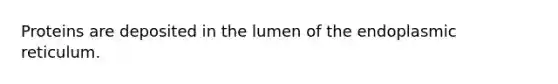 Proteins are deposited in the lumen of the endoplasmic reticulum.