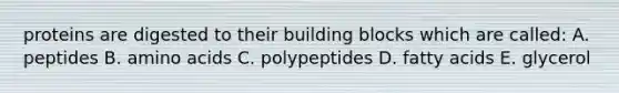 proteins are digested to their building blocks which are called: A. peptides B. <a href='https://www.questionai.com/knowledge/k9gb720LCl-amino-acids' class='anchor-knowledge'>amino acids</a> C. polypeptides D. fatty acids E. glycerol