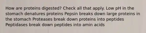 How are proteins digested? Check all that apply. Low pH in the stomach denatures proteins Pepsin breaks down large proteins in the stomach Proteases break down proteins into peptides Peptidases break down peptides into amin acids