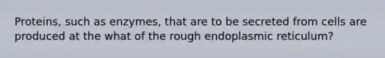 Proteins, such as enzymes, that are to be secreted from cells are produced at the what of the rough endoplasmic reticulum?