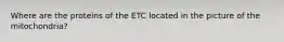 Where are the proteins of the ETC located in the picture of the mitochondria?