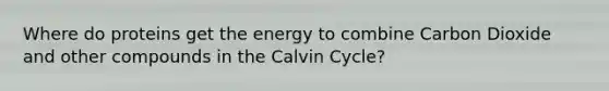 Where do proteins get the energy to combine Carbon Dioxide and other compounds in the Calvin Cycle?