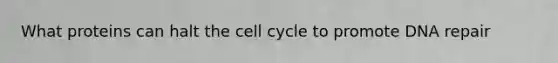 What proteins can halt the <a href='https://www.questionai.com/knowledge/keQNMM7c75-cell-cycle' class='anchor-knowledge'>cell cycle</a> to promote <a href='https://www.questionai.com/knowledge/kdWJhII4NB-dna-repair' class='anchor-knowledge'>dna repair</a>