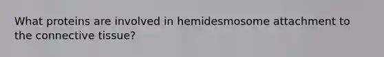 What proteins are involved in hemidesmosome attachment to the connective tissue?