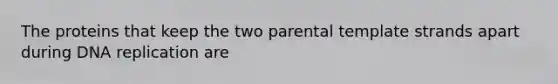 The proteins that keep the two parental template strands apart during DNA replication are