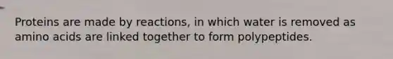 Proteins are made by reactions, in which water is removed as amino acids are linked together to form polypeptides.