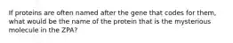 If proteins are often named after the gene that codes for them, what would be the name of the protein that is the mysterious molecule in the ZPA?