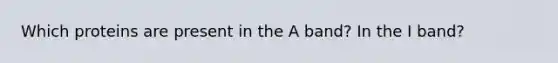 Which proteins are present in the A band? In the I band?