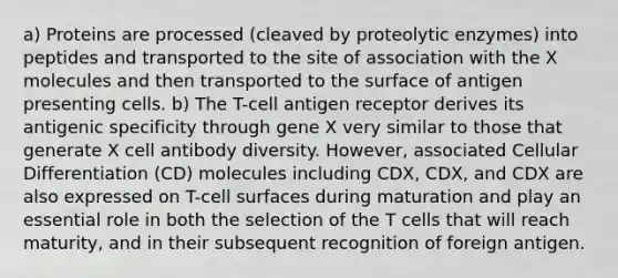 a) Proteins are processed (cleaved by proteolytic enzymes) into peptides and transported to the site of association with the X molecules and then transported to the surface of antigen presenting cells. b) The T-cell antigen receptor derives its antigenic specificity through gene X very similar to those that generate X cell antibody diversity. However, associated Cellular Differentiation (CD) molecules including CDX, CDX, and CDX are also expressed on T-cell surfaces during maturation and play an essential role in both the selection of the T cells that will reach maturity, and in their subsequent recognition of foreign antigen.