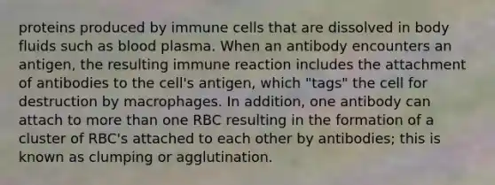 proteins produced by immune cells that are dissolved in body fluids such as blood plasma. When an antibody encounters an antigen, the resulting immune reaction includes the attachment of antibodies to the cell's antigen, which "tags" the cell for destruction by macrophages. In addition, one antibody can attach to more than one RBC resulting in the formation of a cluster of RBC's attached to each other by antibodies; this is known as clumping or agglutination.