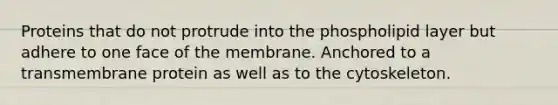 Proteins that do not protrude into the phospholipid layer but adhere to one face of the membrane. Anchored to a transmembrane protein as well as to the cytoskeleton.