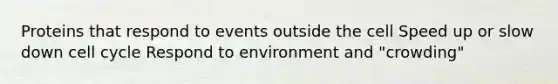 Proteins that respond to events outside the cell Speed up or slow down cell cycle Respond to environment and "crowding"