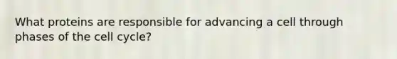 What proteins are responsible for advancing a cell through phases of the cell cycle?